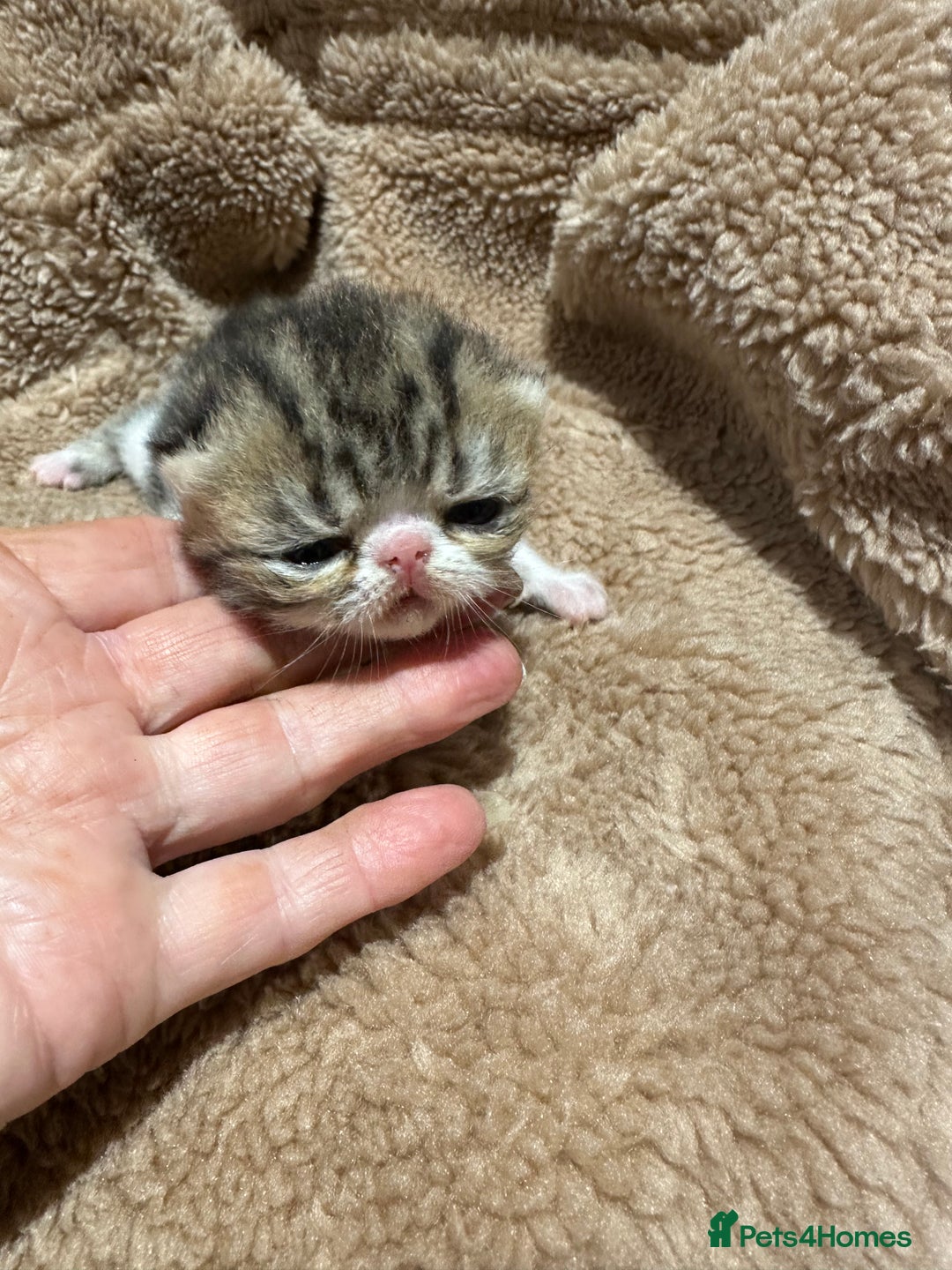 Exotic cats for sale: Brown Tabby/white exotic boy - Advert 12