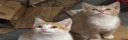 Mixed Breed cats for sale: The Most Adorable Kittens - Advert 17
