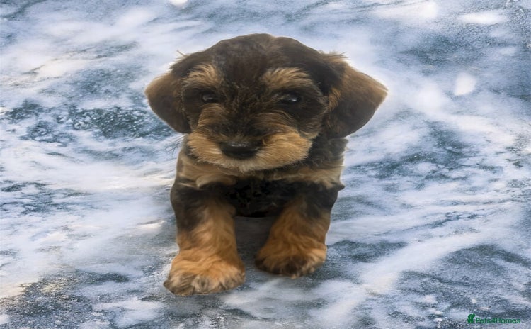 Schnoodle dogs - Advert 1
