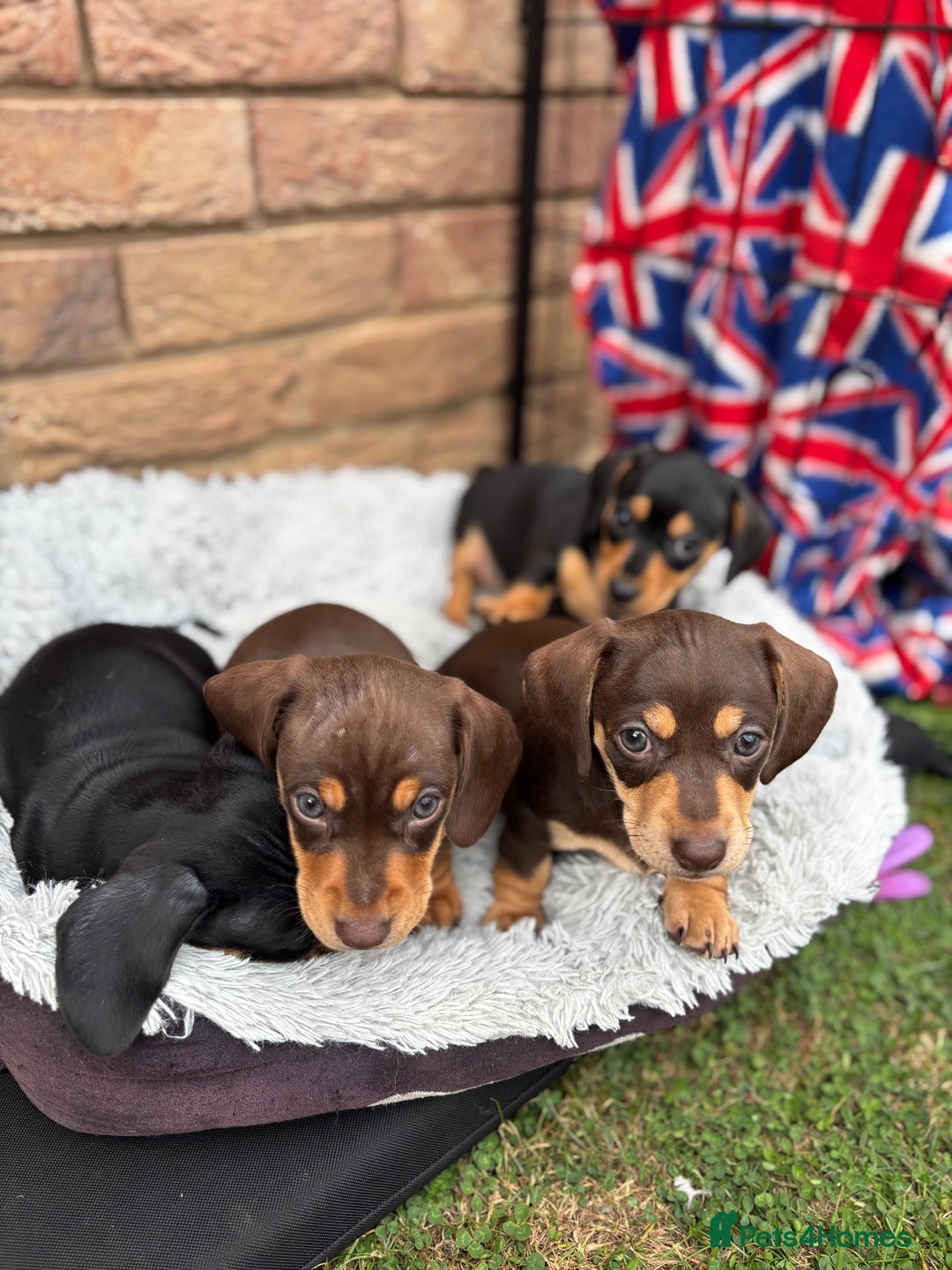 Miniature Dachshund dogs for sale: Miniature dachshund puppies  - Image 25