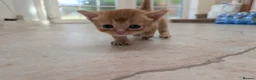 Mixed Breed cats for sale: Georgous Kittens Looking For A New Home - Advert 28