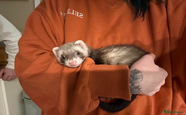 Ferret rodents - Advert 3