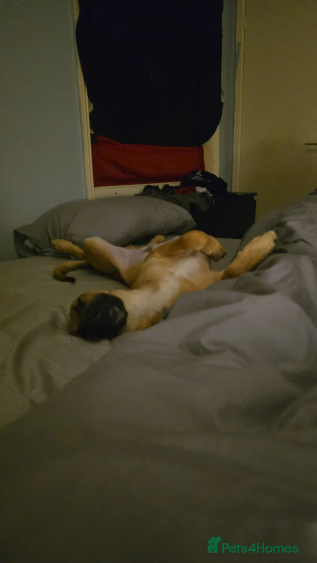 Mixed Breed dogs for sale: Belgian Malinois/saluki - Advert 4