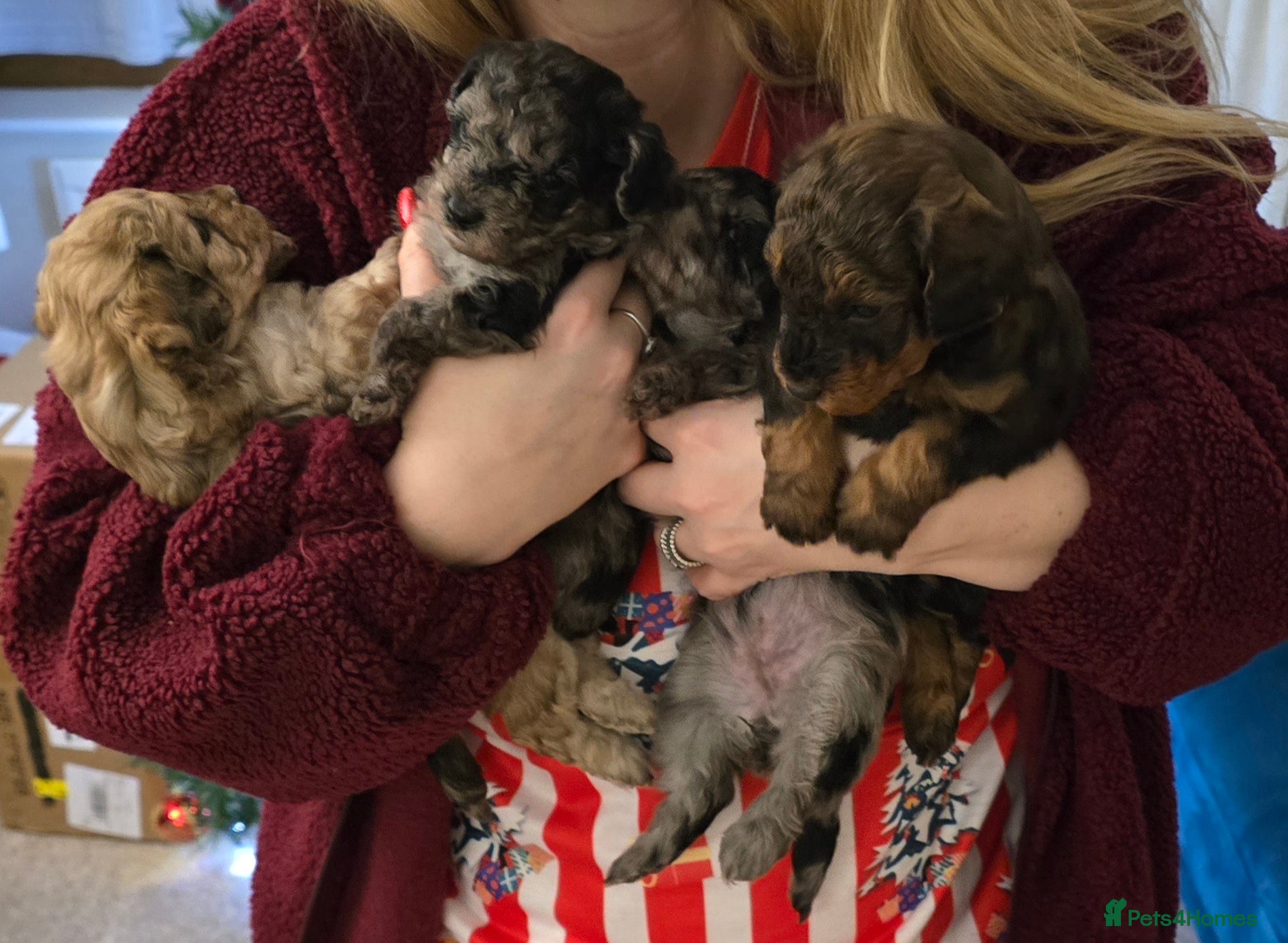 Miniature Poodle dogs Miniture poodles for sale 2 girls 2 boys - Advert 11