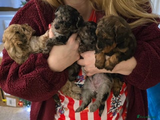 Miniature Poodle dogs Miniture poodles for sale 2 girls 2 boys - Advert 11