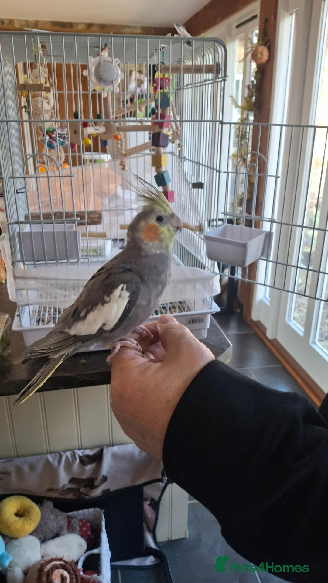 Cockatiels birds for sale: Young hand reared cockatiel in Kings Lynn in King's Lynn - Advert 2