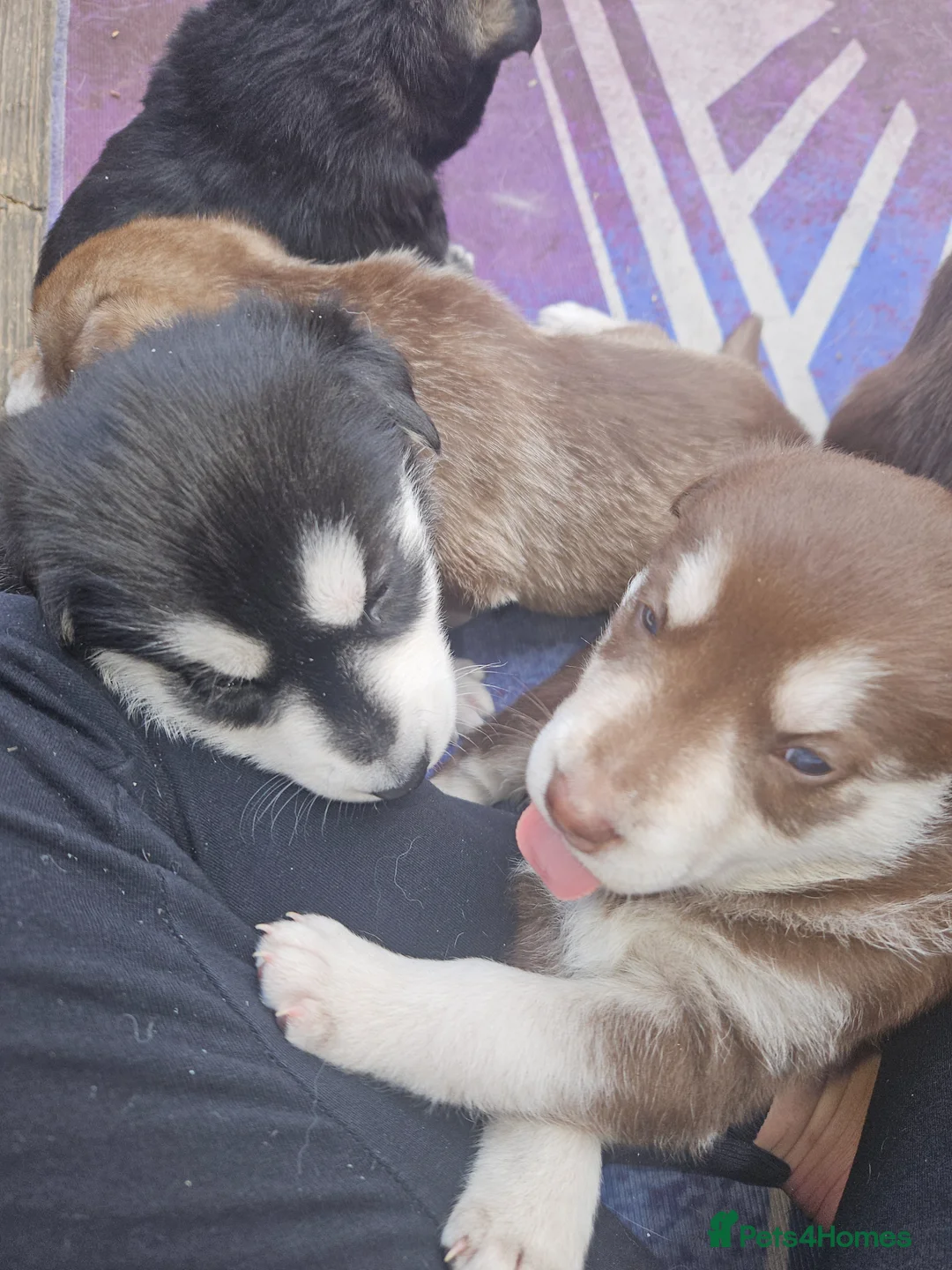 Mixed Breed dogs for sale: Puppy in Southampton - Advert 2