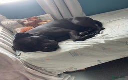 Cane Corso dogs for sale: Cane Corso - Image 3
