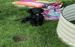 Cocker Spaniel dogs for sale: Beautiful cocker spaniel puppies available now - Image 3