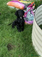 Cocker Spaniel dogs - Advert 1