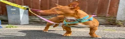 Mixed Breed dogs for adoption: Shadow - Podenco Maneto  in Birmingham - Advert 14