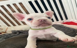 French Bulldog dogs for sale: 5 beautiful Frenchs - Image 6