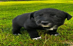 Borador dogs for sale: Collie X Labrador Puppies  - Image 8