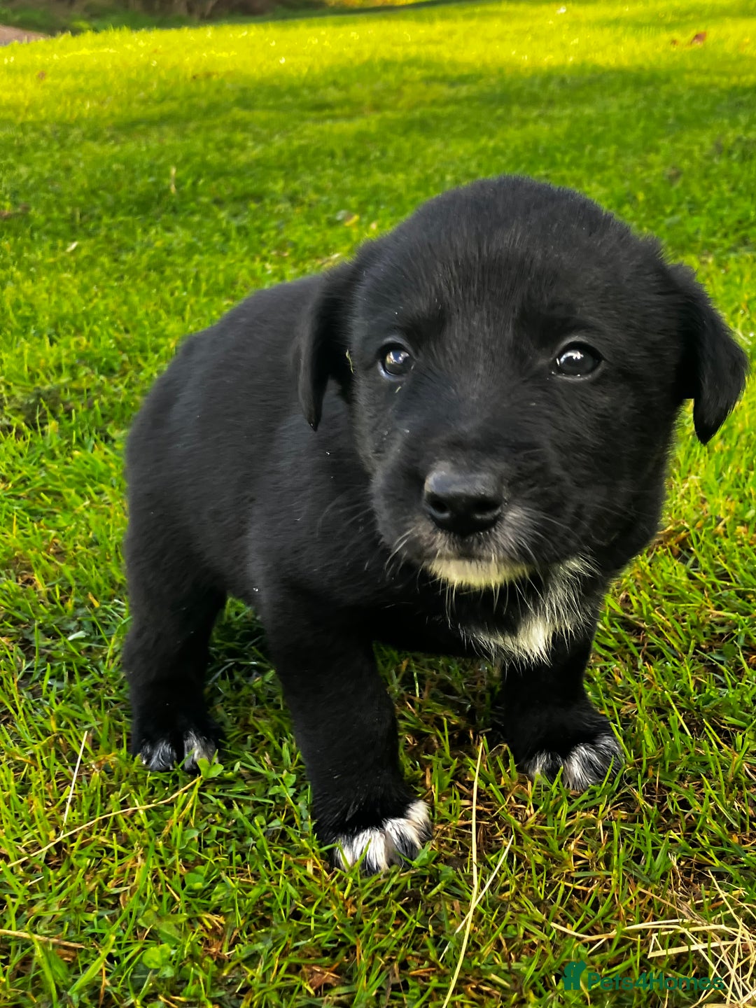 Borador dogs for sale: Collie X Labrador Puppies  - Image 8