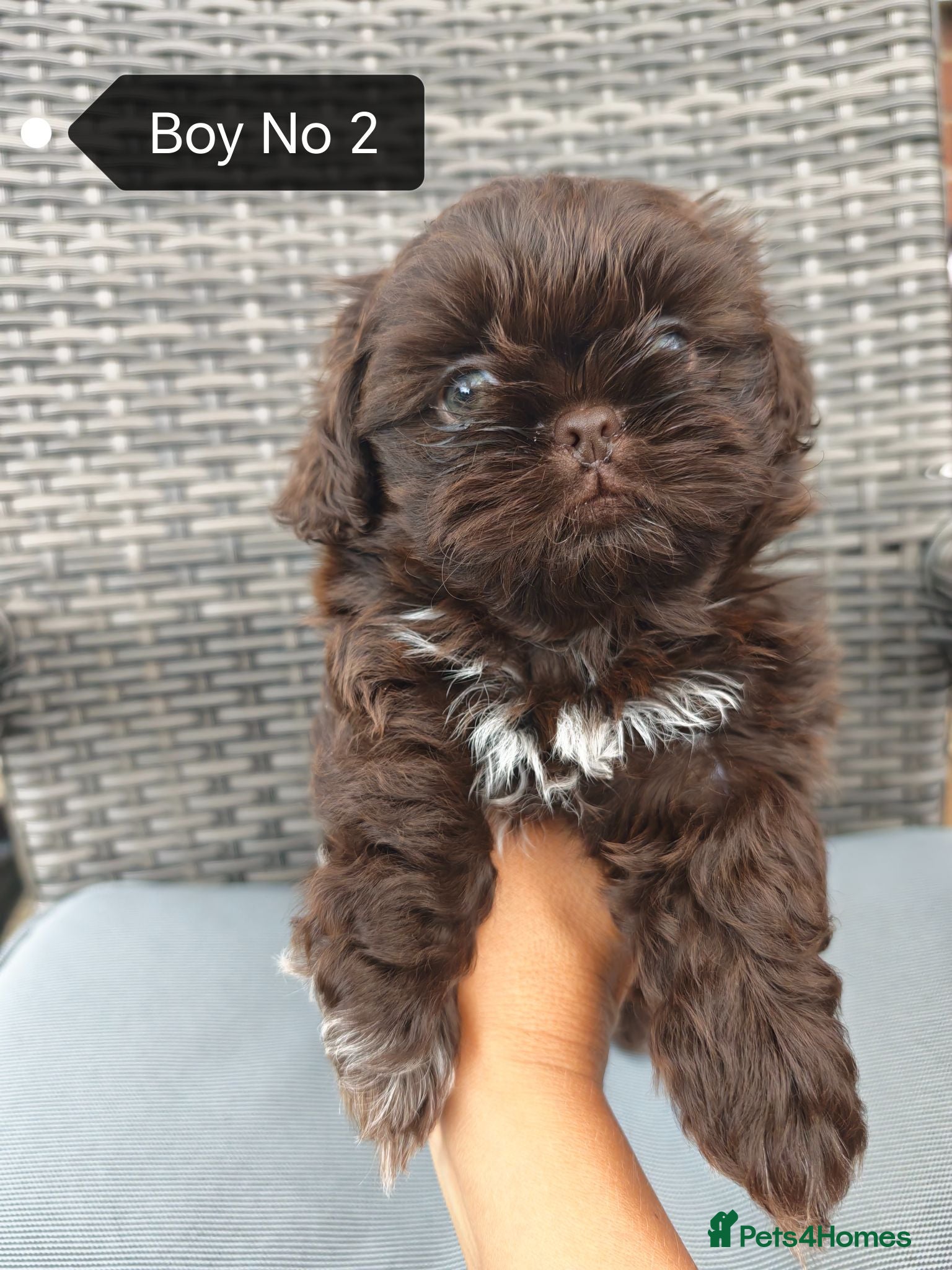 Shih Tzu dogs  Imperial Shih Tzu puppies ready to leave:29/06 - Advert 2