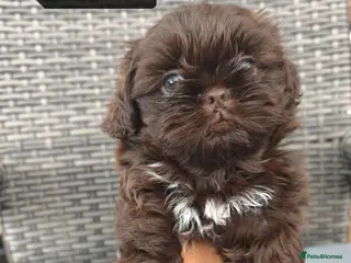 Shih Tzu dogs Imperial Shih Tzu puppies ready to leave:29/06 - Advert 2