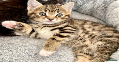 Mixed Breed cats - Advert 5