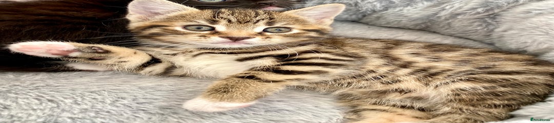 Mixed Breed Kitten 1