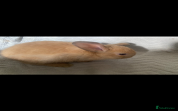 Lionhead rabbits for sale: ⭐️Stunning pure lionheads⭐️ - Image 2