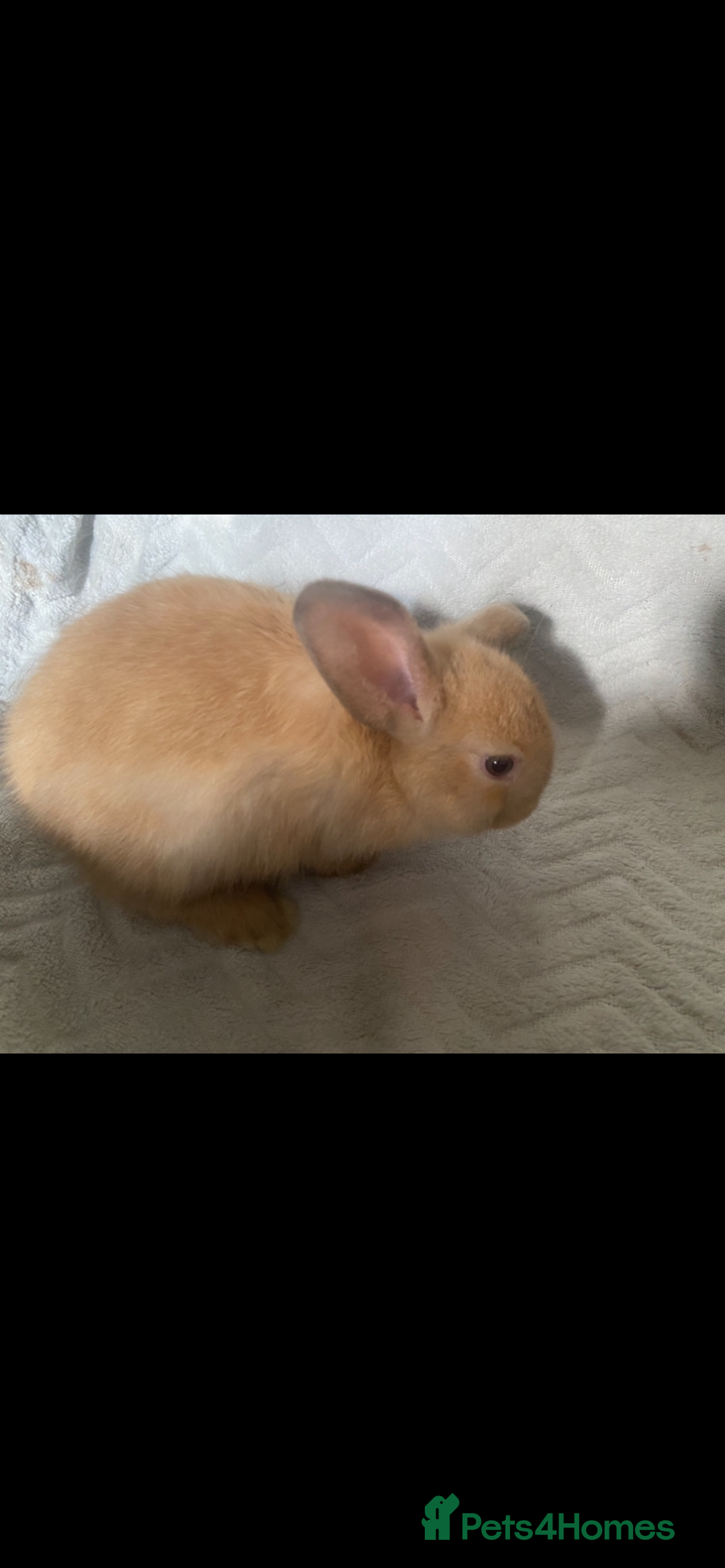 Lionhead rabbits for sale: ⭐️Stunning pure lionheads⭐️ - Image 2