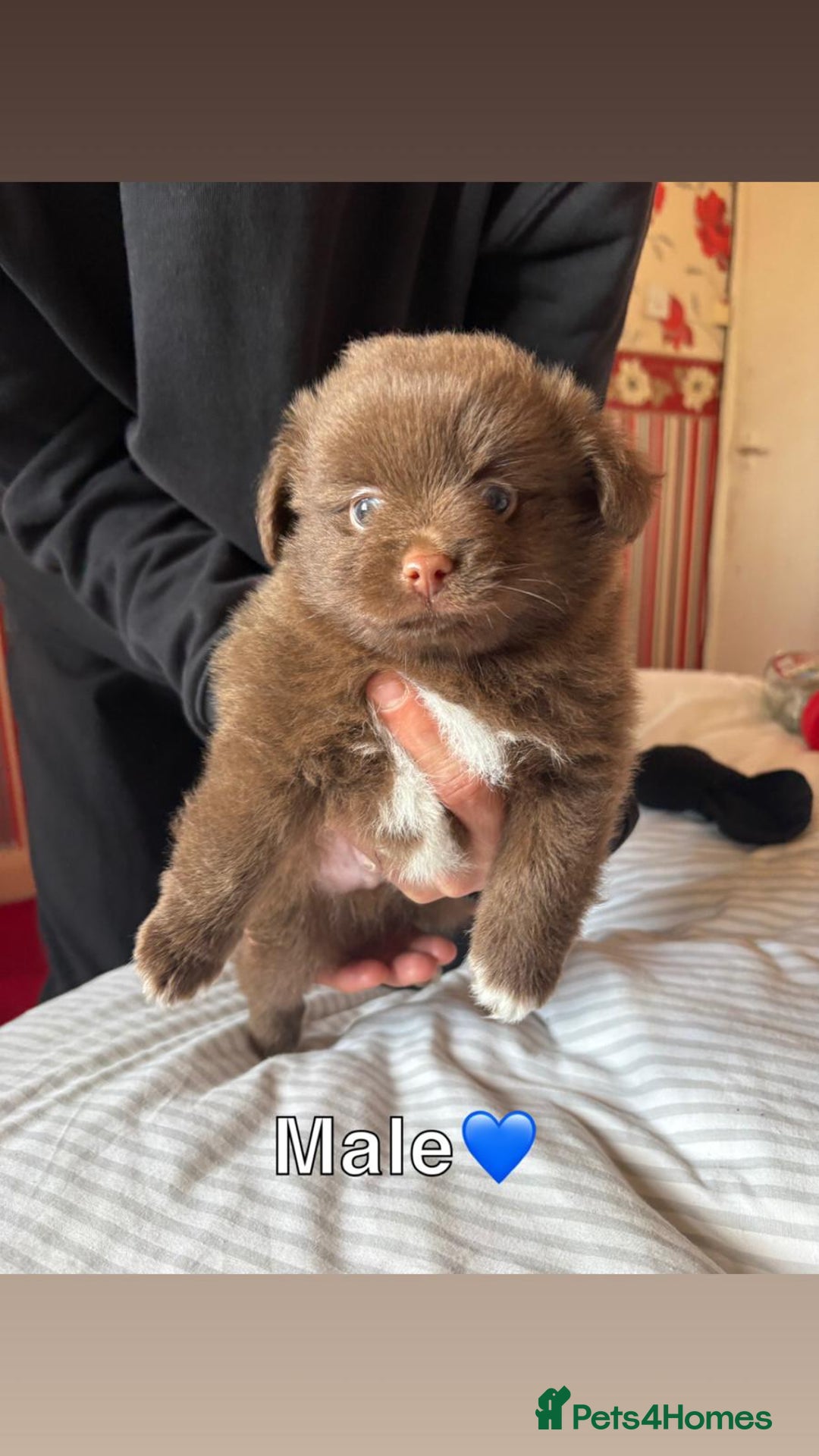 Pomeranian dogs for sale: 3 STUNNING POMERANIANS 1 MALE 2 FEMALE  - Image 11