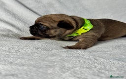French Bulldog dogs for sale: Four beautiful healthy female French Bulldogs - Image 2