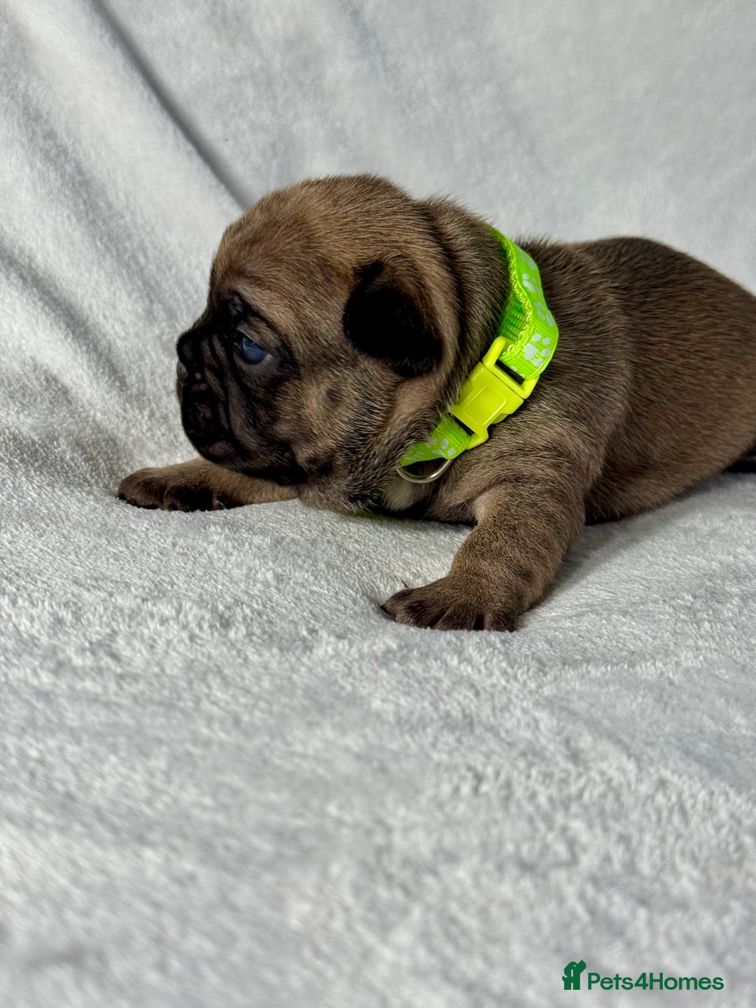 French Bulldog dogs for sale: Four beautiful healthy female French Bulldogs - Image 2