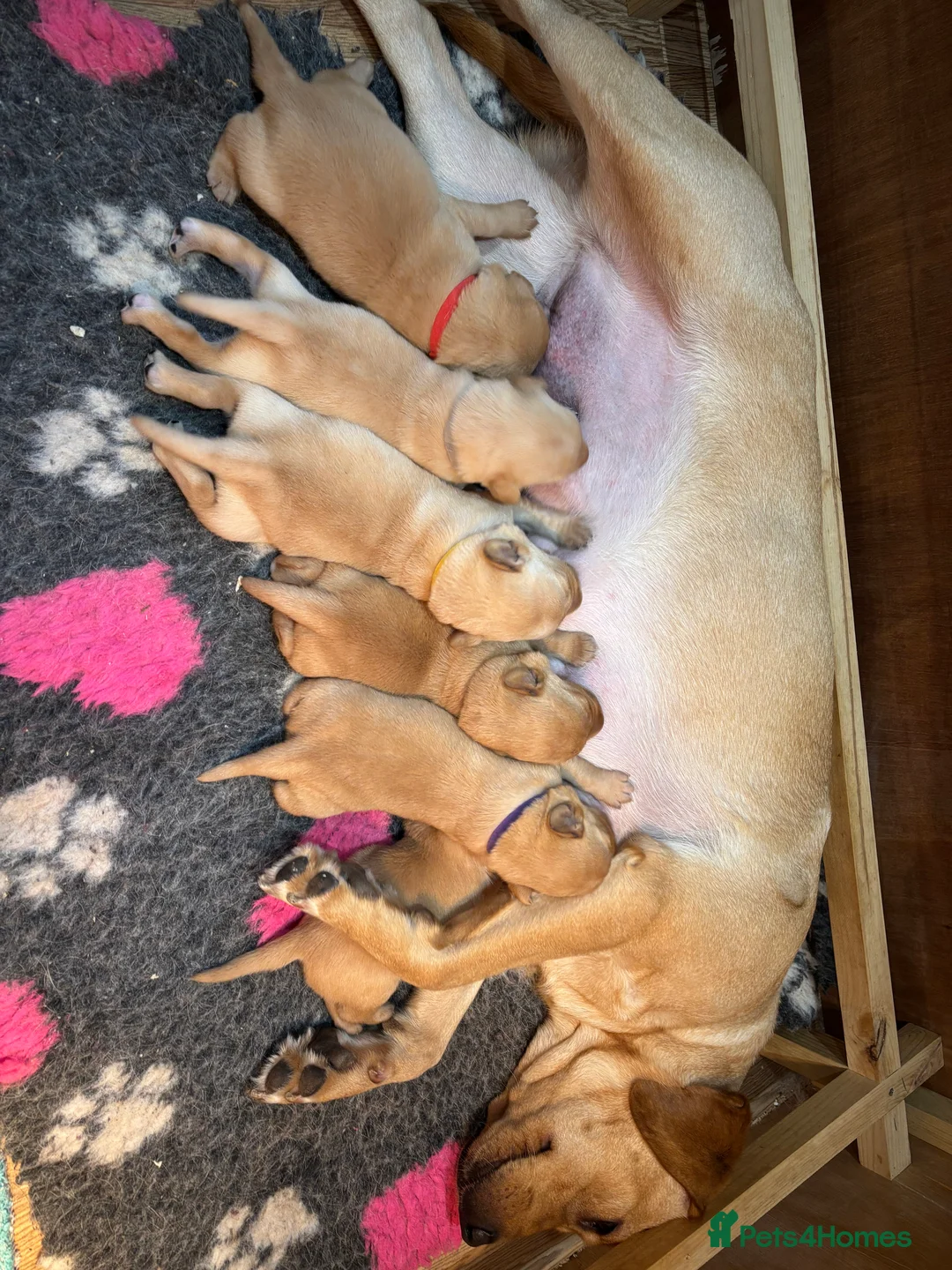 Labrador Retriever dogs for sale: Beautiful Labrador Puppies - Advert 9