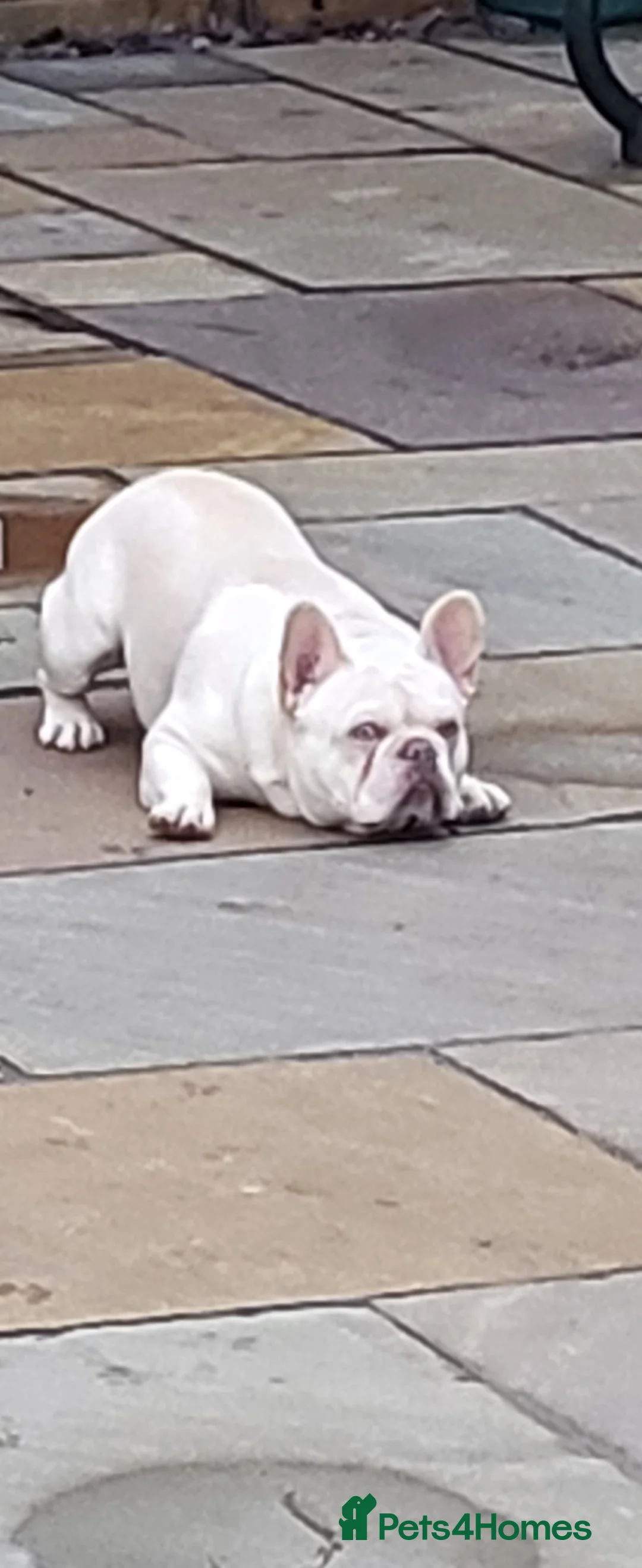 French Bulldog dogs for stud:  💥Amazing structure and quality! in Ebbw Vale - Advert 14