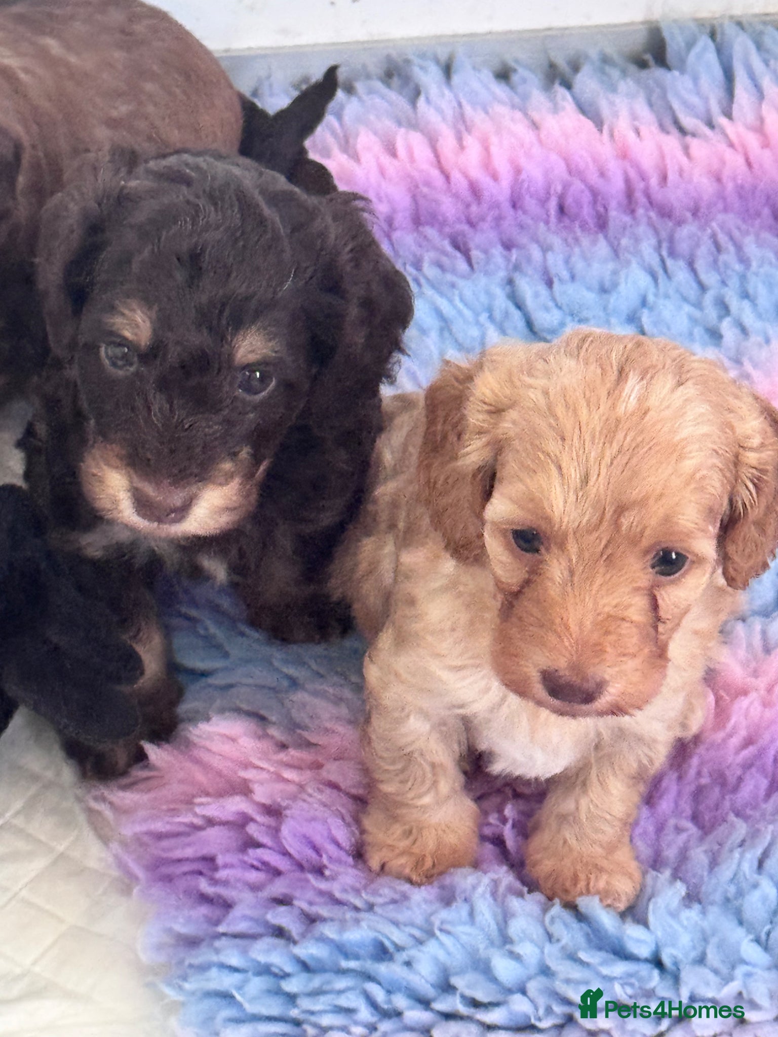 Doxiepoo dogs Daxipoo’s miniature Dachshund x toy poodle - Advert 1