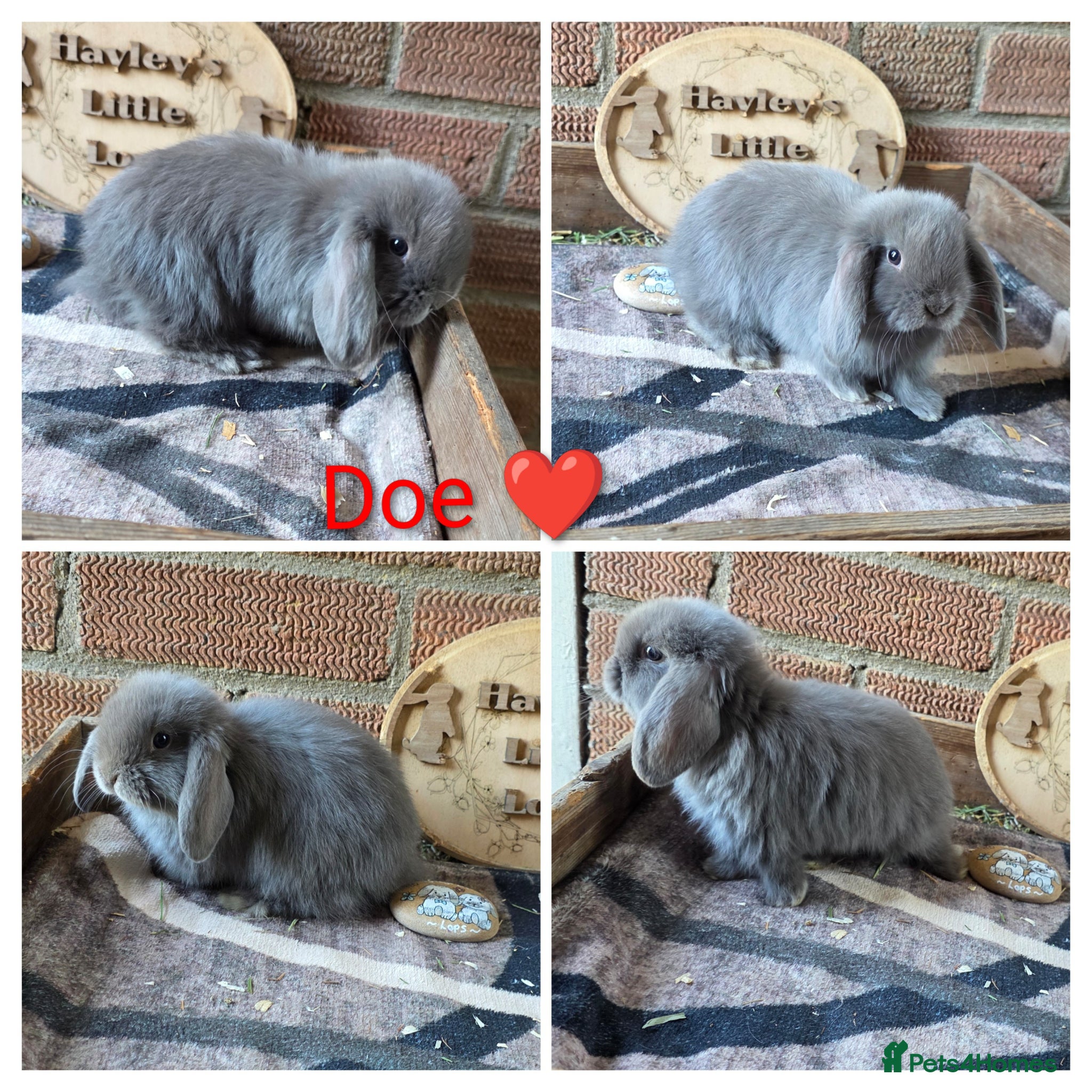 Mini Lop rabbits Gorgeous Pure Breed Mini Lops  - Advert 1