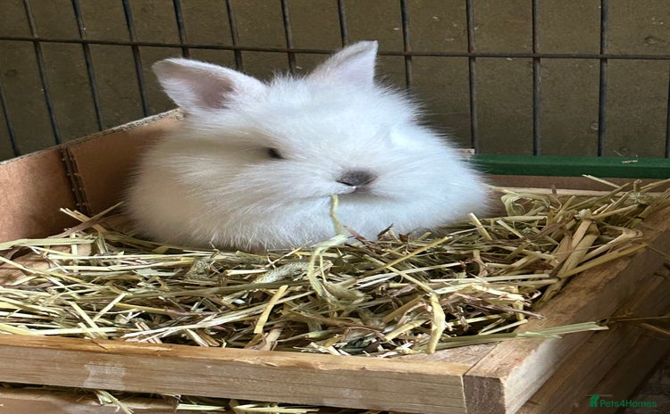 Lionhead rabbits - Advert 4
