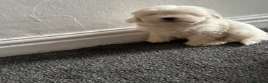 Maltese 1