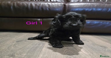 Cockapoo dogs * 3 left* Adorable cockapoo pups ready to go 🐶 - Advert 4