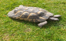 Tortoise reptiles for sale: Harold - Image 2
