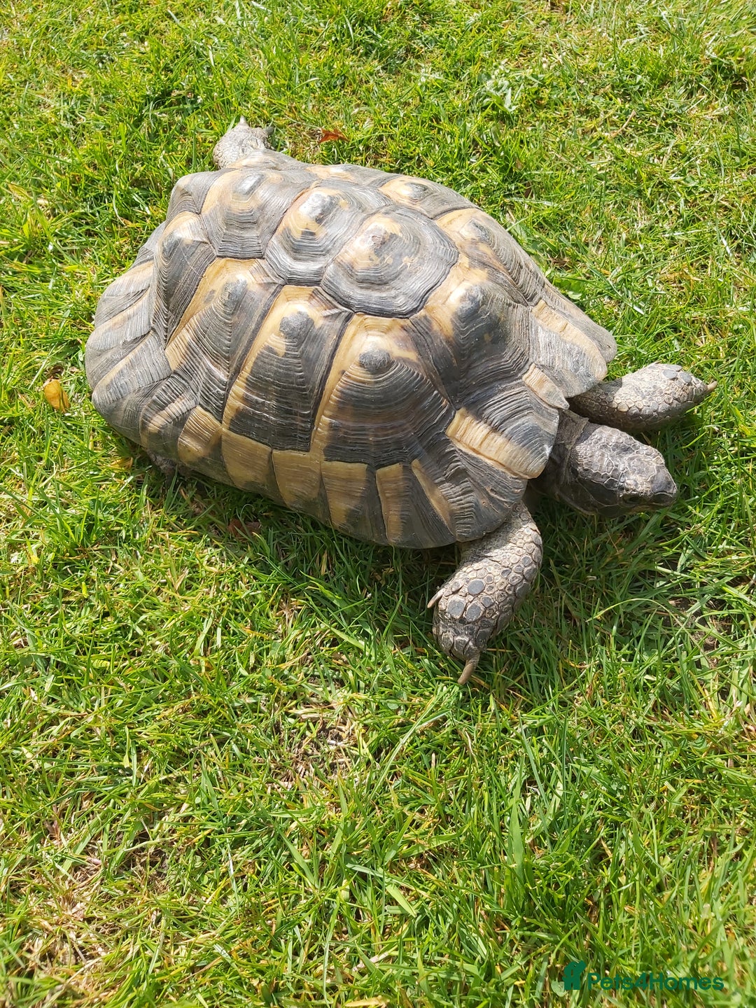 Tortoise reptiles for sale: Harold - Image 2