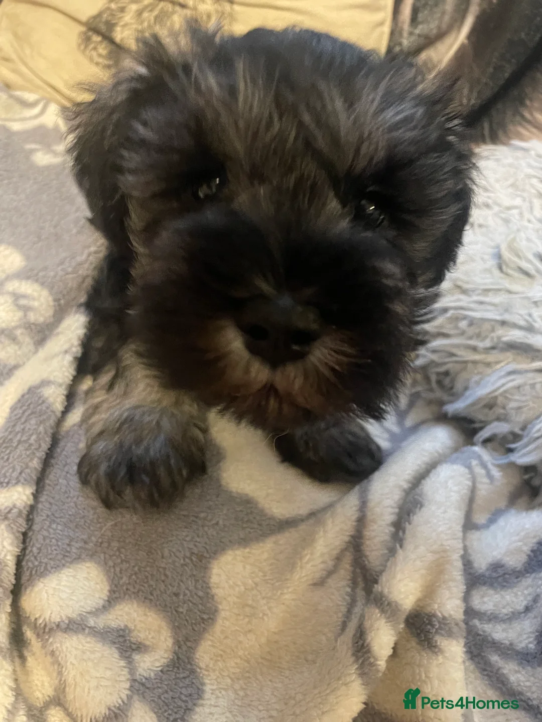 Miniature Schnauzer dogs for sale: Health tested puppies for sale - Advert 4