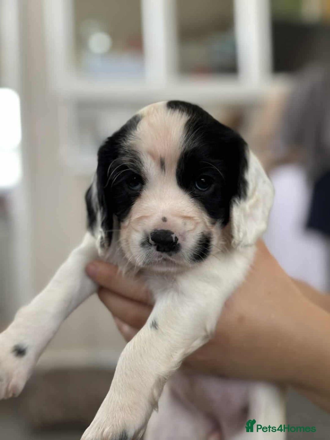 Cocker Spaniel dogs for sale: 🐾 3 KC Reg Blue Roan Cocker Spaniels for sale 🐾  - Image 8