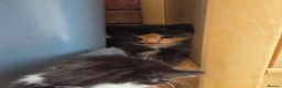 Mixed Breed cats for sale: 🐱 Cute Kittens for Sale 🐾  - Advert 12