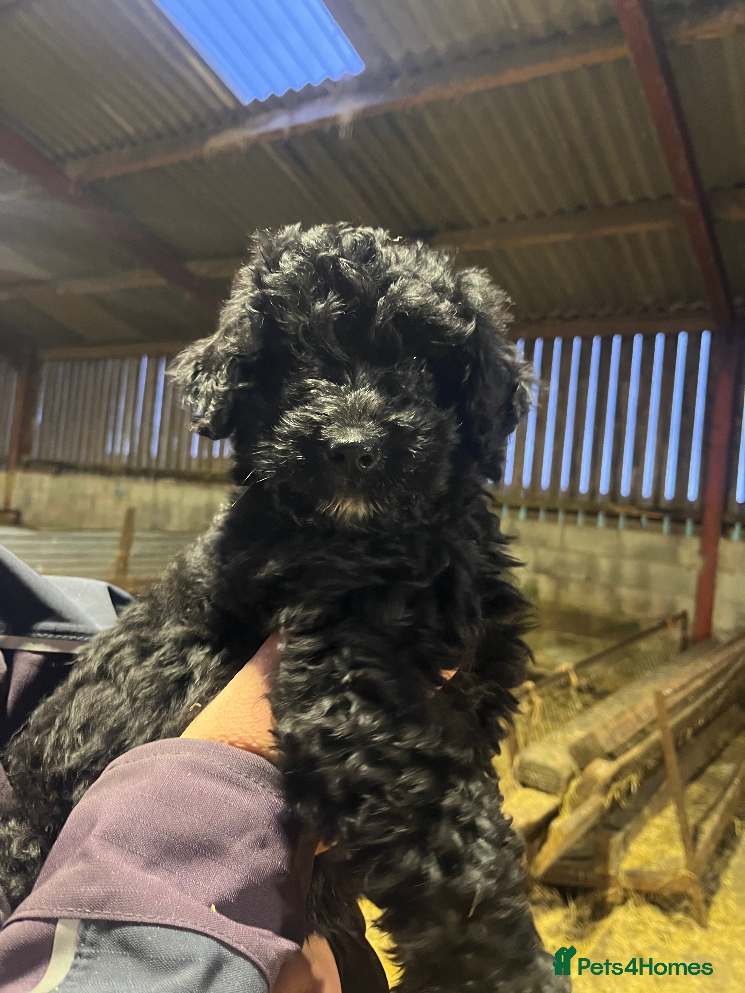 Bordoodle dogs Superb Litter of Bordoodles - Advert 17