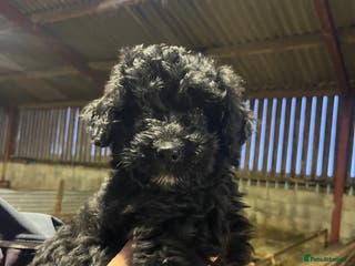 Bordoodle dogs Superb Litter of Bordoodles - Advert 17