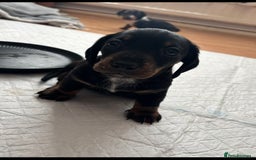 Miniature Dachshund dogs for sale: *REDUCED* 2 stunning female pups left - Image 16