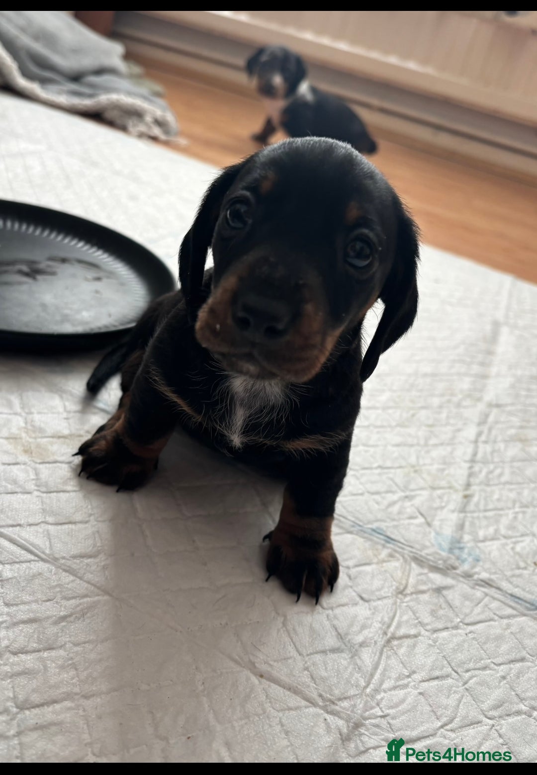 Miniature Dachshund dogs for sale: *REDUCED* 2 stunning female pups left - Image 16