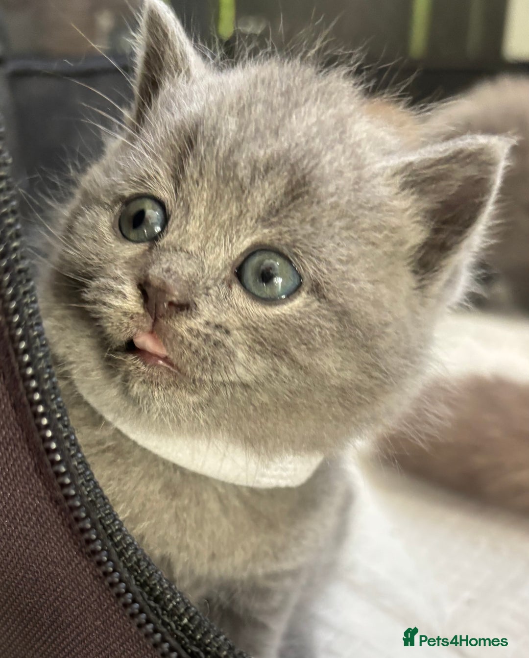 British Shorthair cats for sale: British Shorthair kittens  - Advert 26