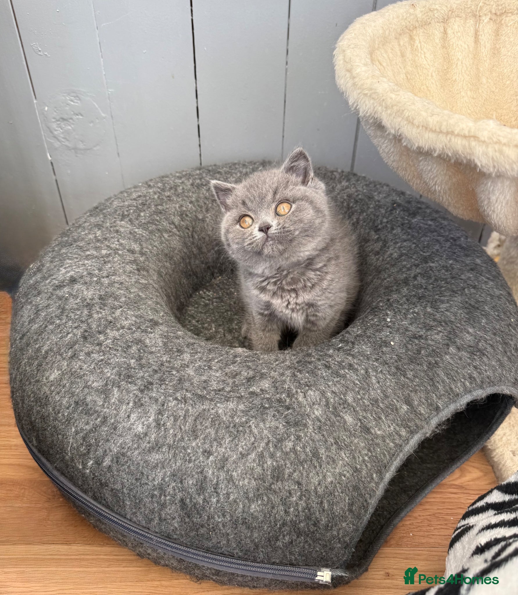 British Shorthair cats for sale: Pedigree British Shorthair Kittens ready to go! - Advert 19