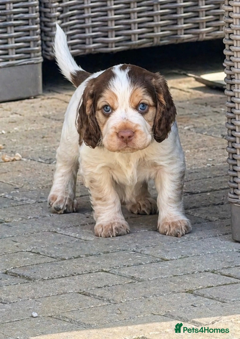 Cocker Spaniel dogs Show Cocker  - Advert 1