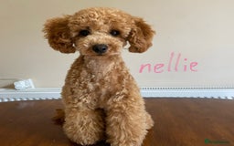 Toy Poodle dogs for sale: Beautiful Red Toy Poodles - Image 8