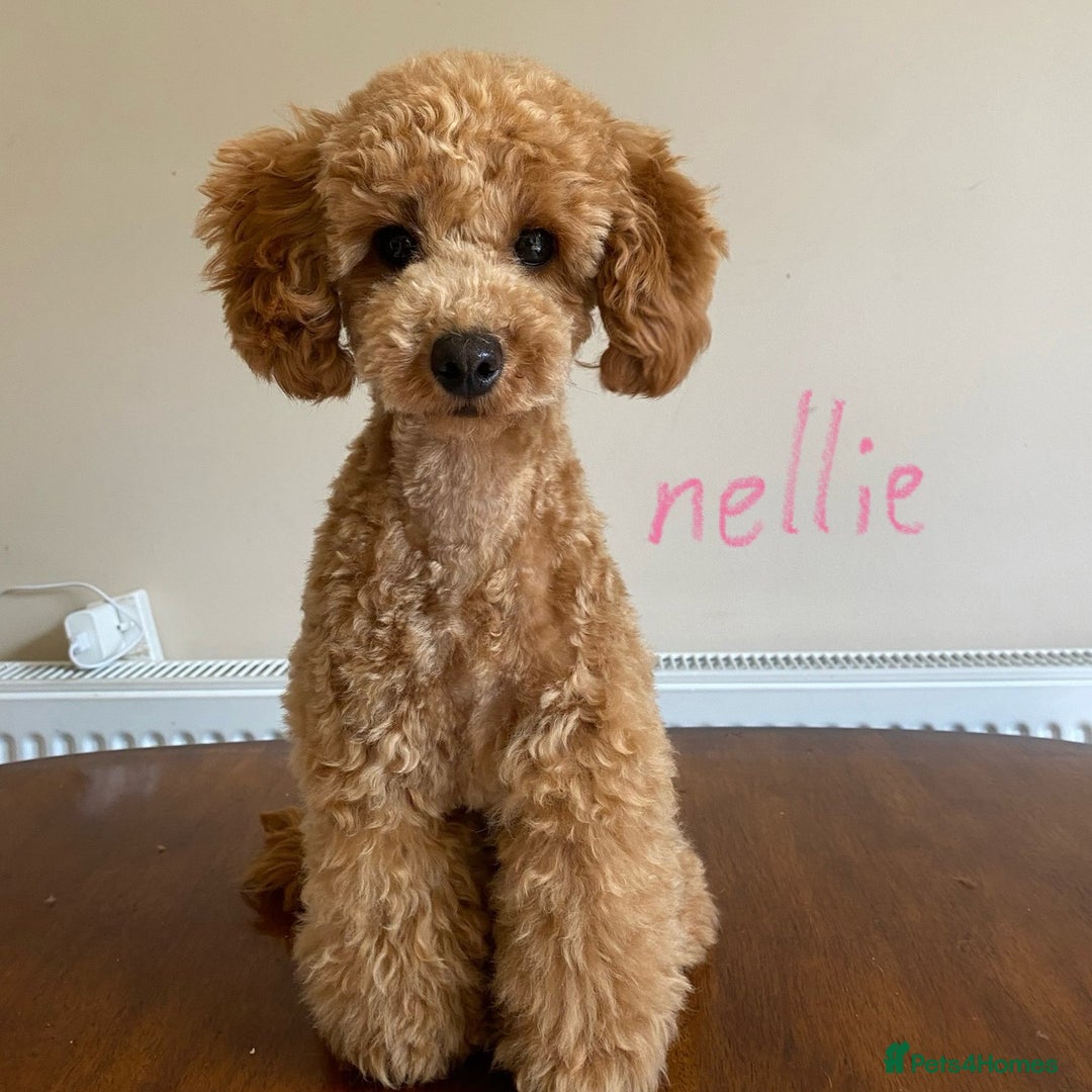 Toy Poodle dogs for sale: Beautiful Red Toy Poodles - Image 8