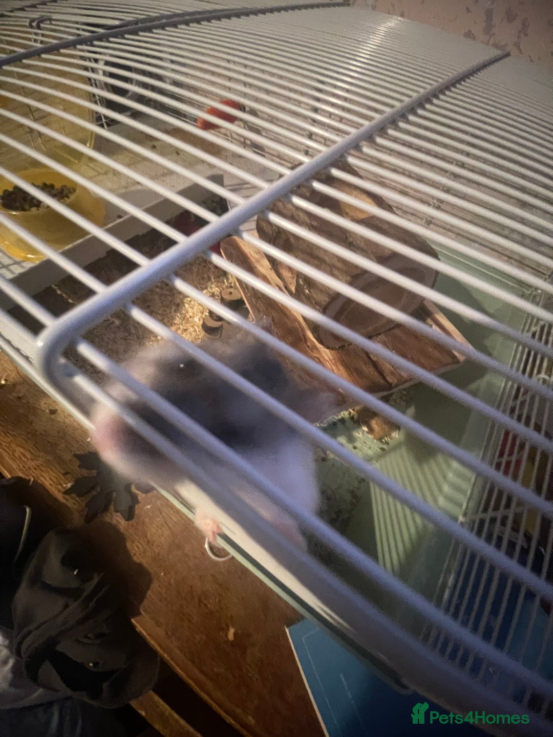Hamster rodents for sale: Russian dwarf hamster - Image 4