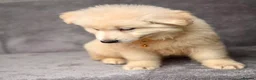 German Shepherd dogs for sale:  WHITE GERMAN SHEPHERD PUPPIES FOR SALE - Advert 9